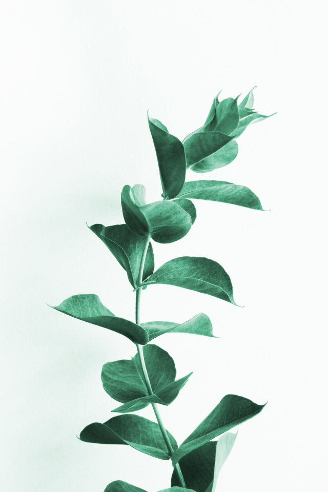 Free: Close-Up Photo Of Green Leaf Plant - nohat.cc
