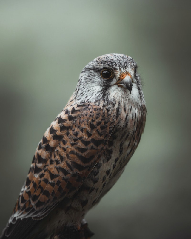 Closeup of a wild hawk | Free Photo - rawpixel