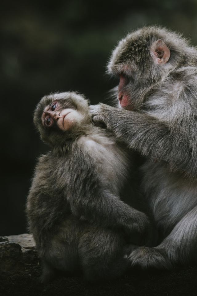 Closeup of Chinese mountain monkeys | Free Photo - rawpixel