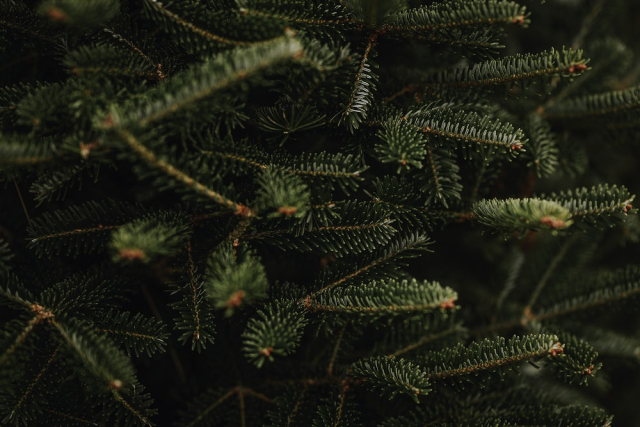 Closeup of Christmas pine fir | Free Photo - rawpixel