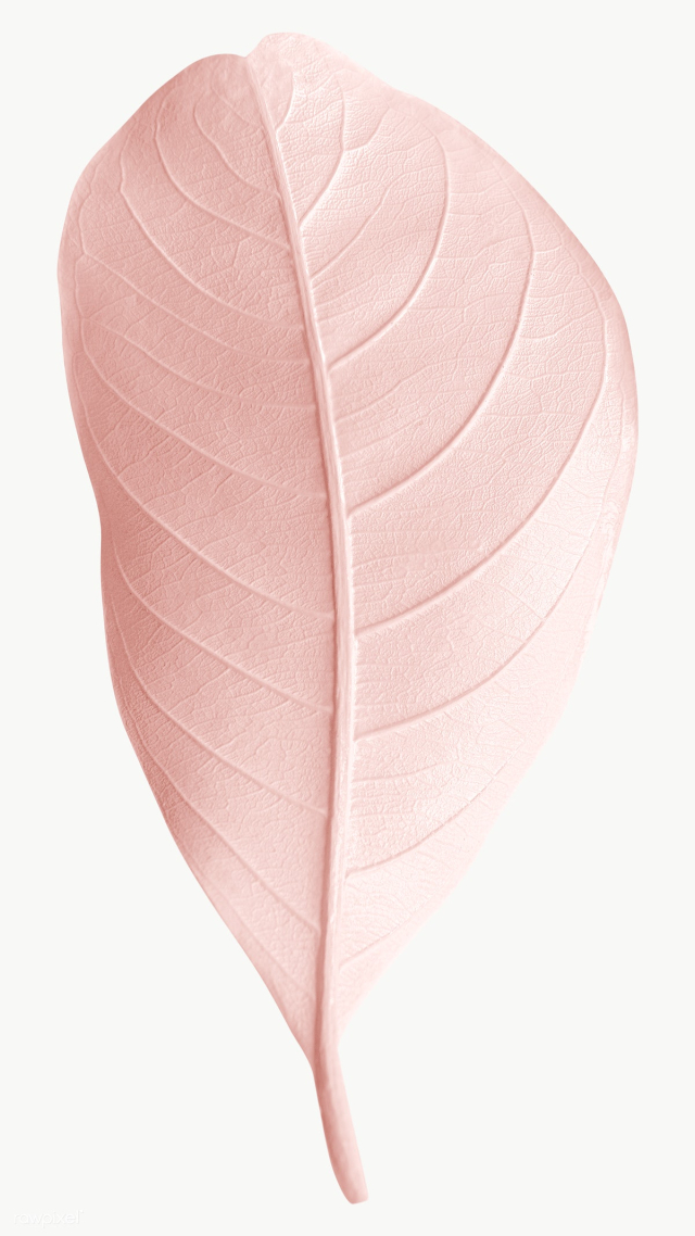 Closeup of pink pastel leaf design element | Free transparent png - 2362800