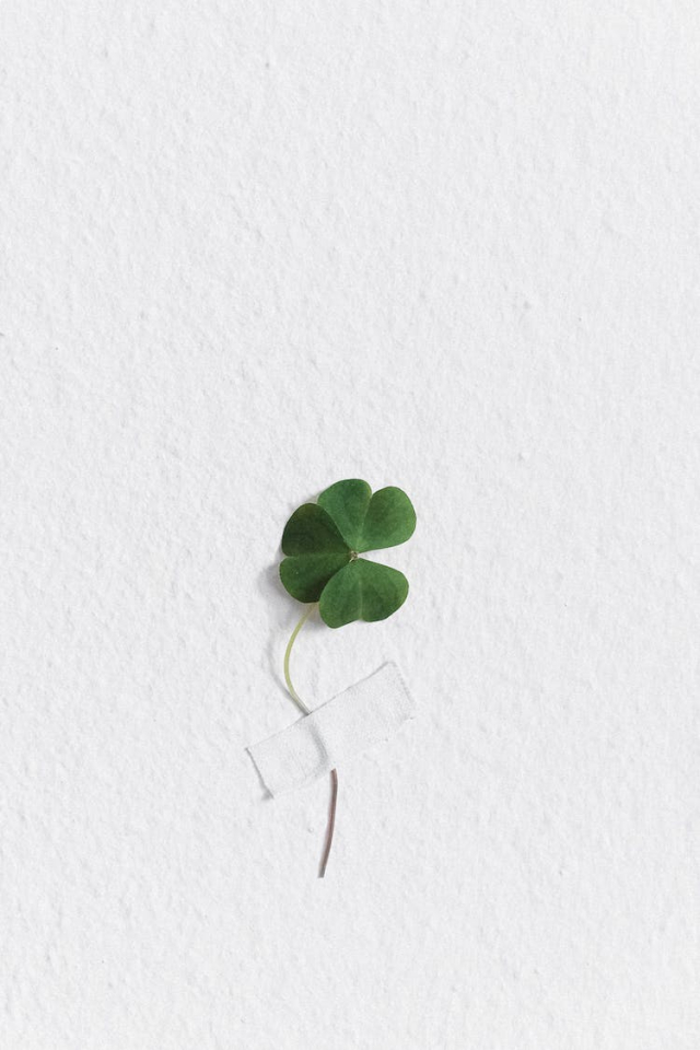 Clover Taped to a Wall