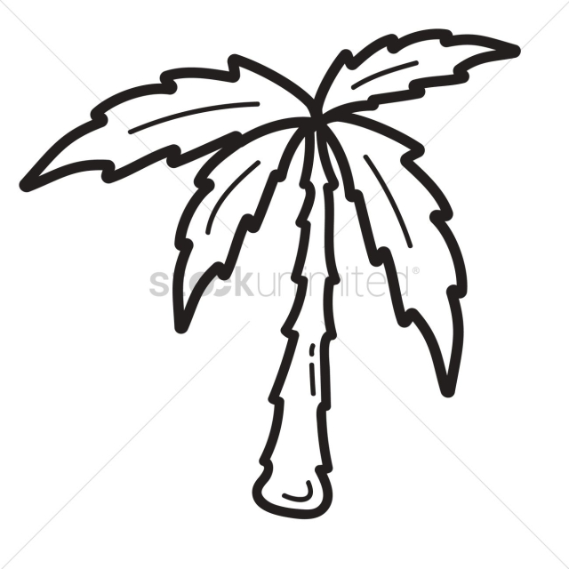 Coconut tree