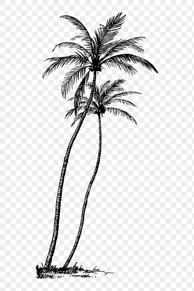 Coconut tree png sticker, vintage | Free PNG - rawpixel