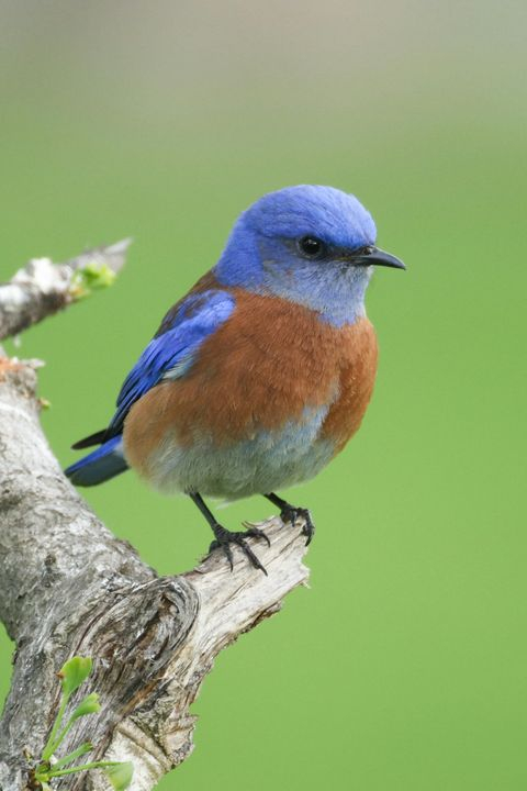 Colorful Mountain Bluebird Perched on a Branch