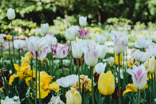 Colorful tulips