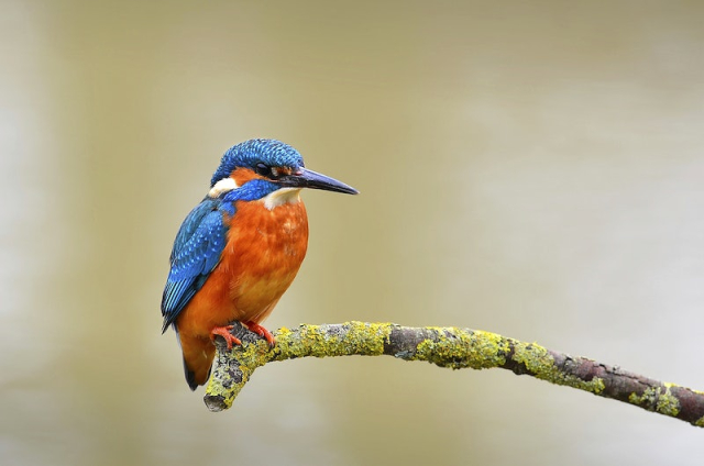 Common kingfisher closeup. Original public | Free Photo - rawpixel