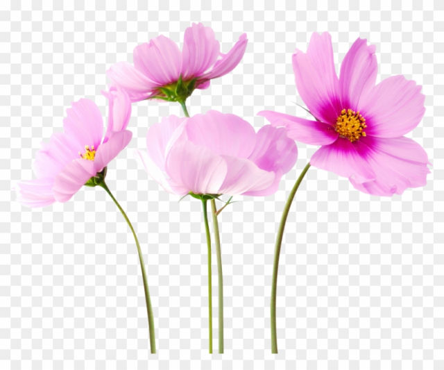 Cosmea Flower - Transparent Background Flower Transparent