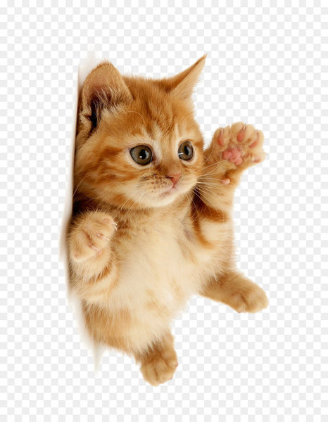 Cute cat 