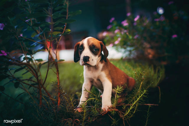 Cute sad-looking puppy | Free stock photo - 437412