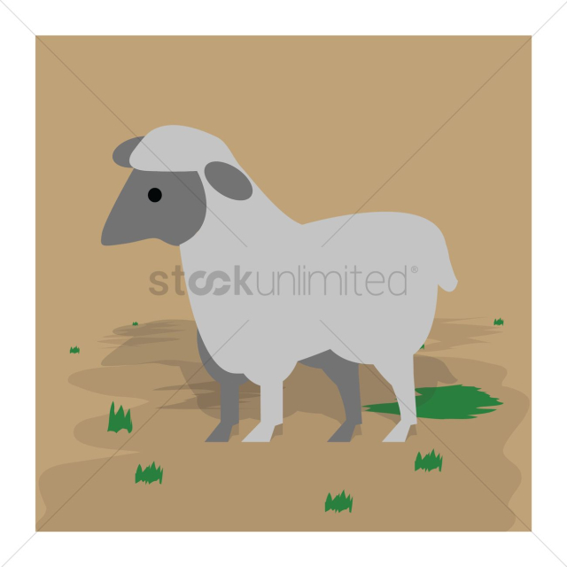 Cute sheep