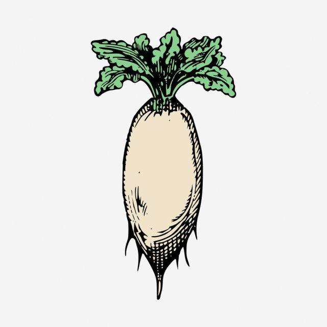 Daikon radish clipart, vintage vegetable | Free Photo - rawpixel