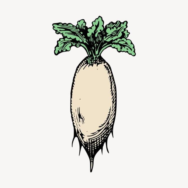 Daikon radish clipart, vintage vegetable | Free Vector - rawpixel