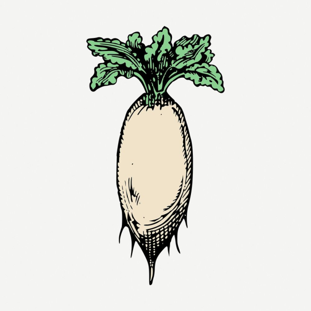 Daikon radish collage element, vintage | Free PSD - rawpixel