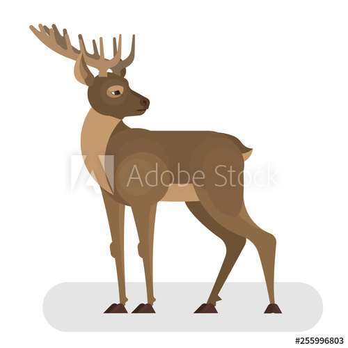 Deer animal