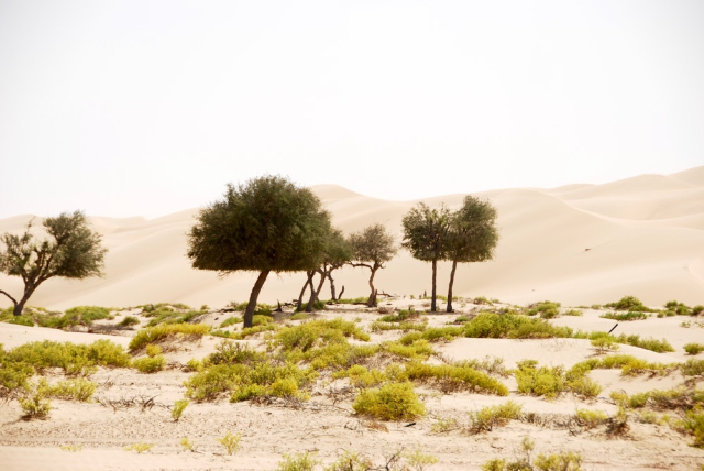 Desert