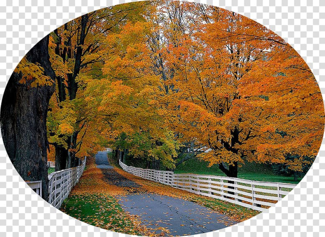 Desktop High-definition television 1080p Desktop Computers 4K resolution, autumn benefits transparent background PNG clipart