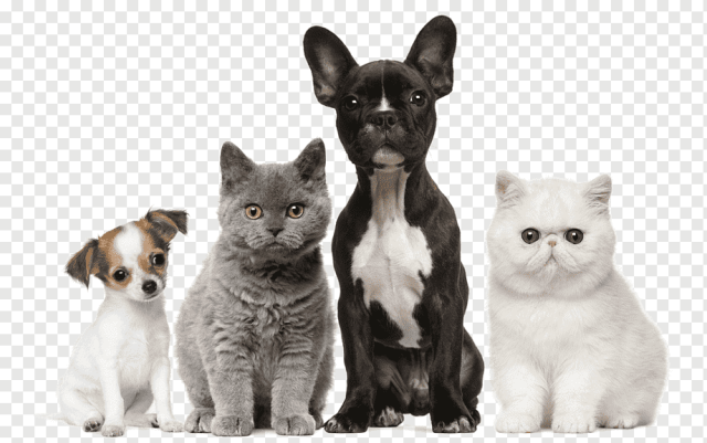 Dog Cat Puppy Kitten Pet, Dog, animals, cat Like Mammal, carnivoran png