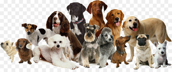 Dog daycare Dog grooming Cat Pet sitting - Dog 