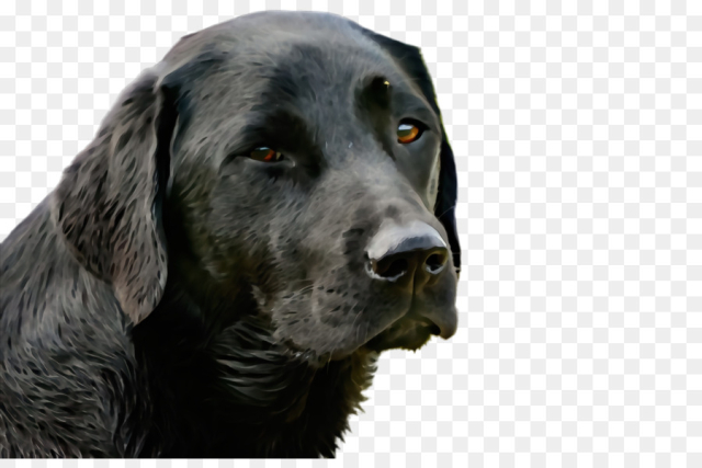 dog dog breed labrador retriever retriever sporting group