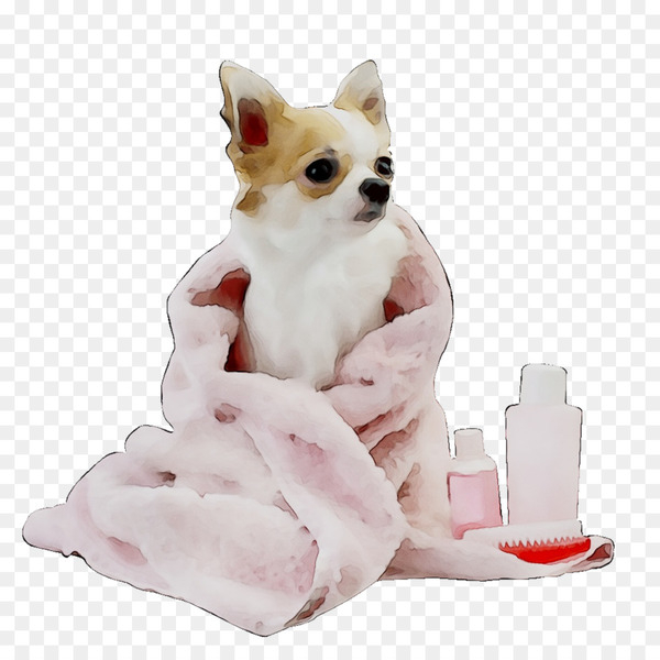 Dog grooming Poodle Chihuahua Pet Dog groomer -