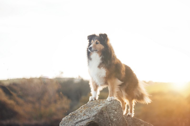 Dog. Original public domain image | Free Photo - rawpixel