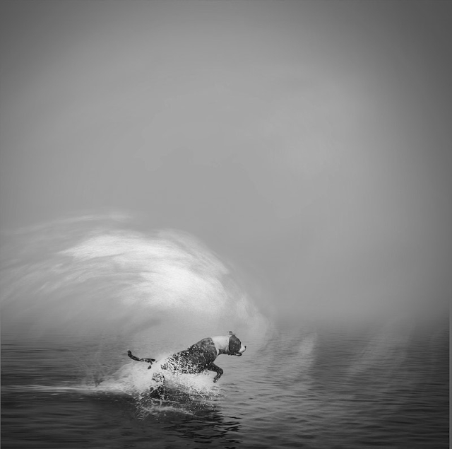 Dog running into ocean in black | Free Photo - rawpixel