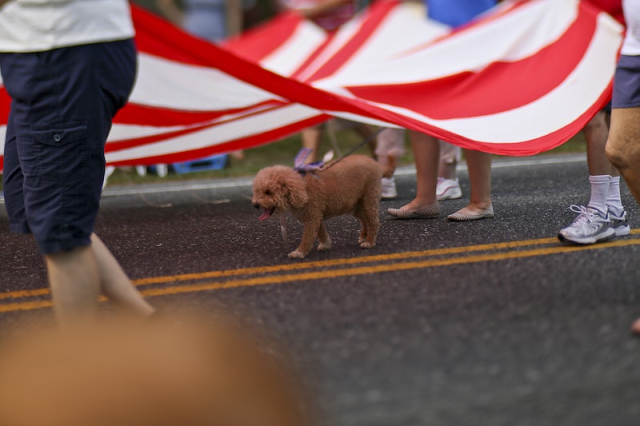 Dog walking at the parade | Free Photo - rawpixel