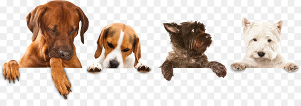 Dog walking Pet sitting Puppy Dog grooming - dog wash