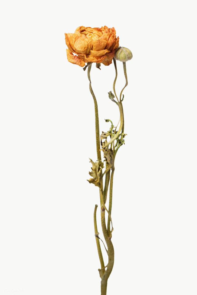 Dried orange ranunculus flower design element | Free transparent png - 2337175