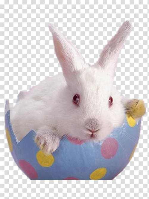Free: Easter Bunny Dwarf Hotot Flemish Giant rabbit, A blue eggshell ...