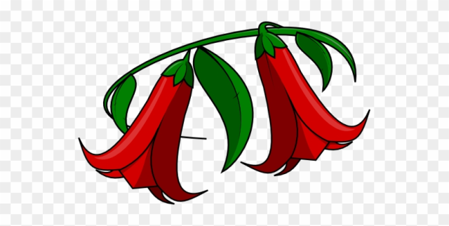 El Copihue Chileno - Copihues Dibujo