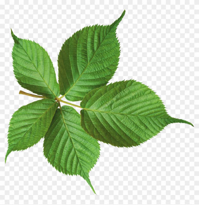 Falling - Leaf Png