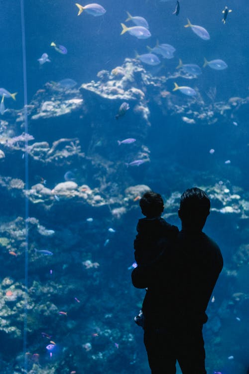Father Holding Child and Watching Aquarium · Free Stock Photo