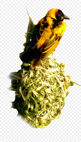 Finches Beak Bird Food Bird nest - Bird