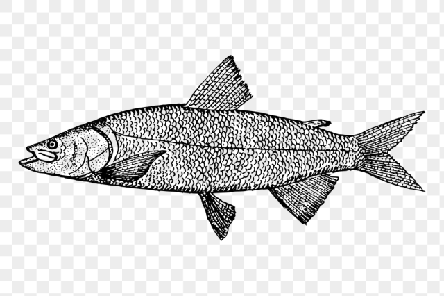 Fish png sticker, vintage sea | Free PNG - rawpixel