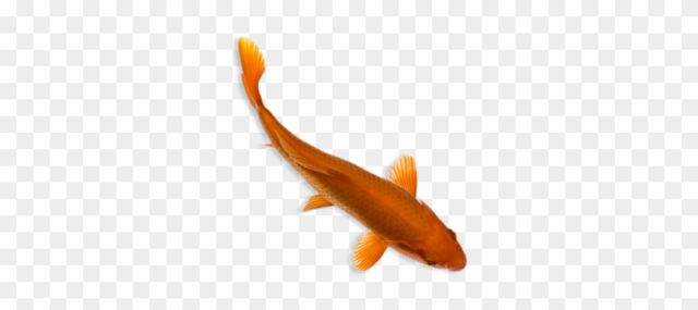 Fishes Png Top View