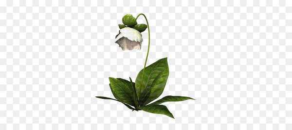 Flower White - flower
