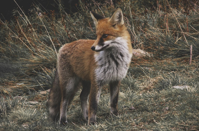 Fox standing on dirt road. | Free Photo - rawpixel