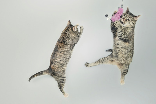 Free cat image, public domain | Free Photo - rawpixel