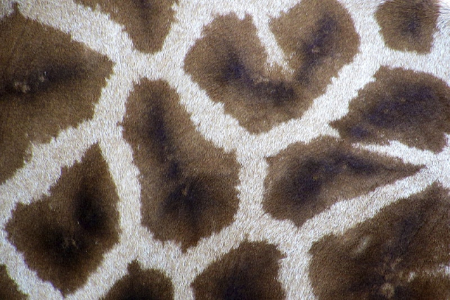 Free closeup on giraffe fur | Free Photo - rawpixel