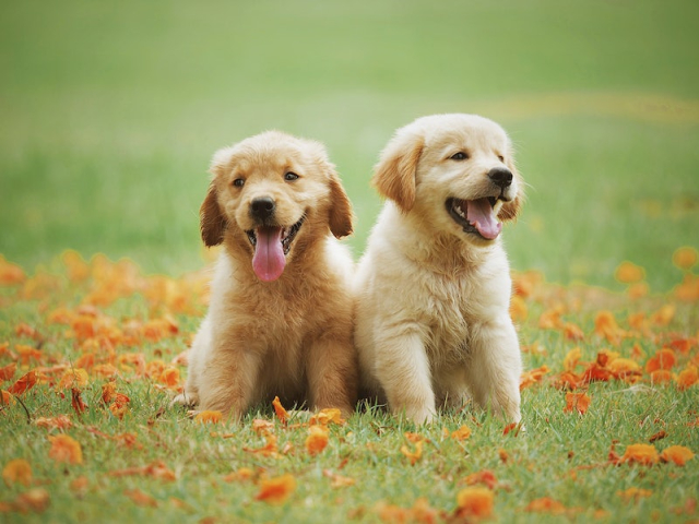 Free golden retriever puppy sitting | Free Photo - rawpixel