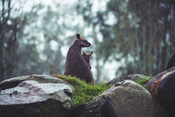 Free Photo of rock, stone, kangaroo