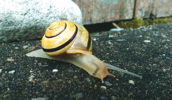 Free Photo of rock, stone, snail