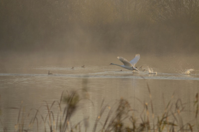 Free swan flapping wings above water | Free Photo - rawpixel