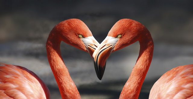 Free two pink flamingos, heart, | Free Photo - rawpixel