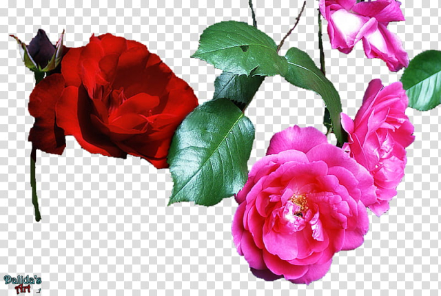 Free: Fresh rose transparent background PNG clipart - nohat.cc
