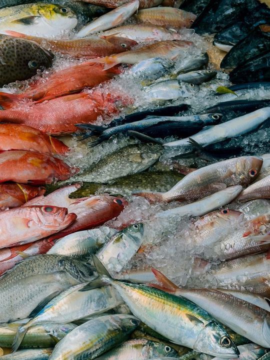 Freshly Caught Assorted Fish Variety