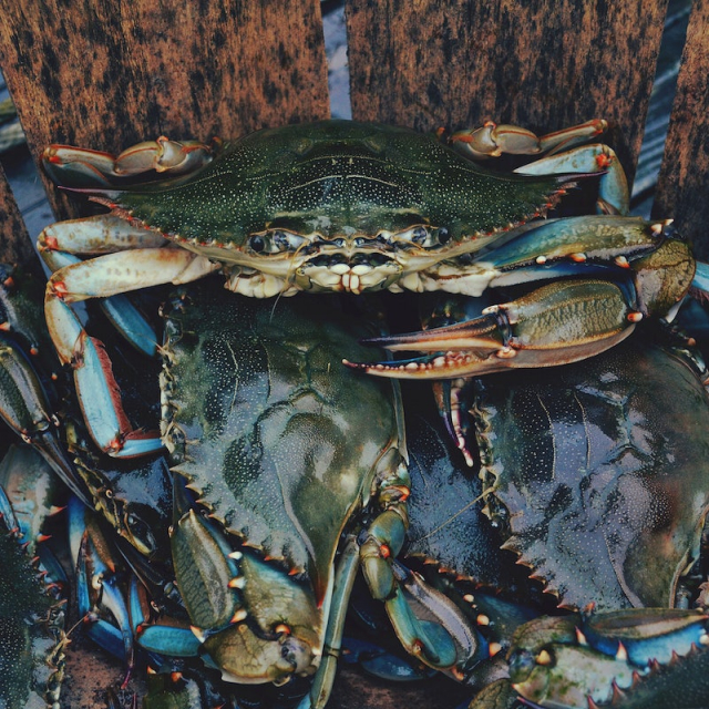 Freshly caught crabs. Original public | Free Photo - rawpixel