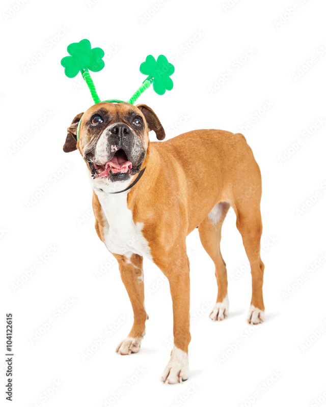 Funny St. Patrick's Day Boxer Dog